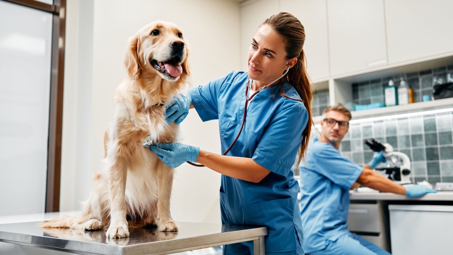 15 Best Veterinary Schools In The Us 2024 College Transitions 15 Best Veterinary Schools In The Us 2024 College Transitions