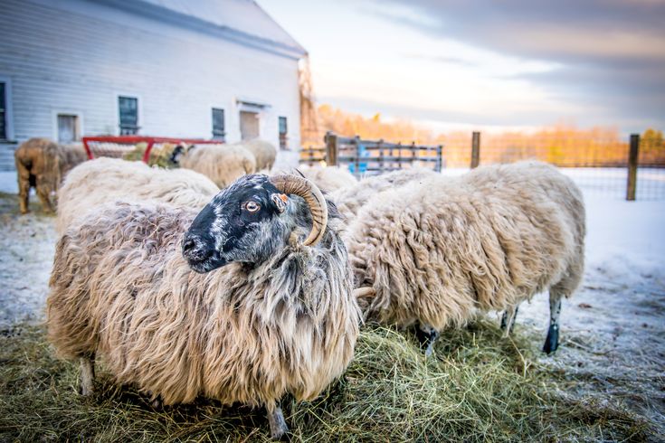 Animal Farm Jobs