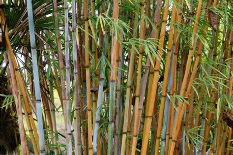 Bamboo United States