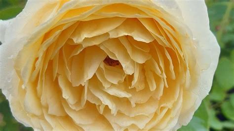 Black History Month Rose Named After 18Th Century Gardener Bbc News Black History Month Rose Named After 18Th Century Gardener Bbc News