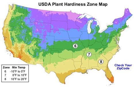 Can Cork Trees Grow In The United States