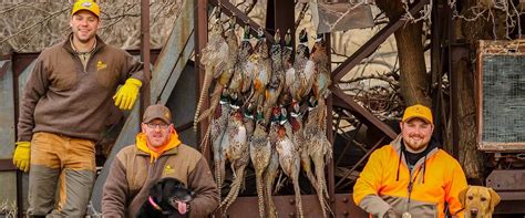 Kansas Pheasant Hunting Guides 10 Gauge Outfitters Kansas Pheasant Hunting Guides 10 Gauge Outfitters