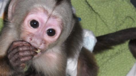 Petition Make Monkeys Legal Pets In Utah United States Change Org Petition Make Monkeys Legal Pets In Utah United States Change Org