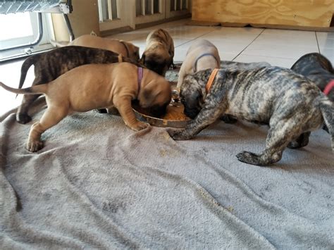 Presa Canario Puppies For Sale Miami Fl 257501 Presa Canario Puppies For Sale Miami Fl 257501
