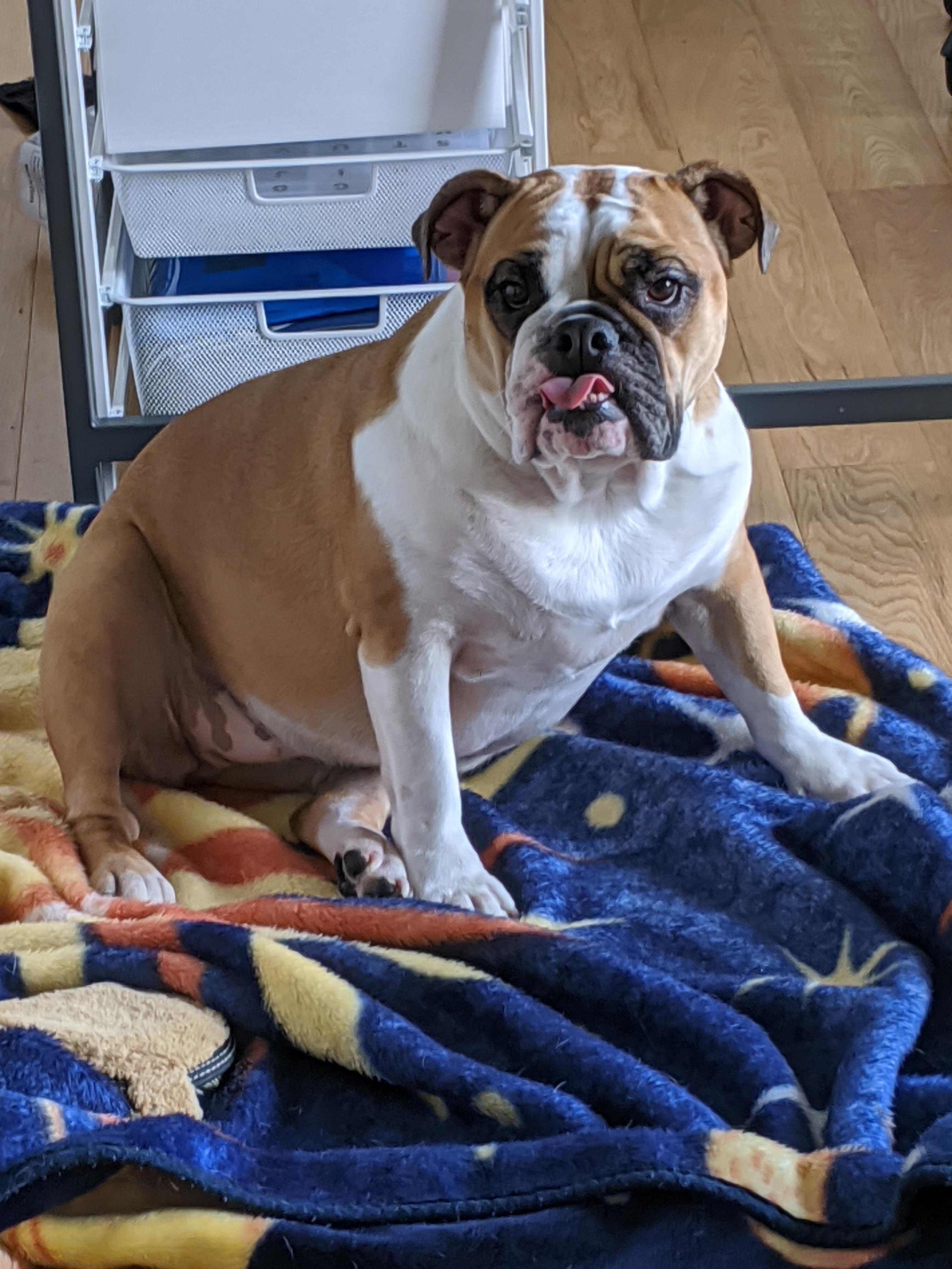 She S Beauty She S Grace She S Miss United States R Bulldogs She S Beauty She S Grace She S Miss United States R Bulldogs