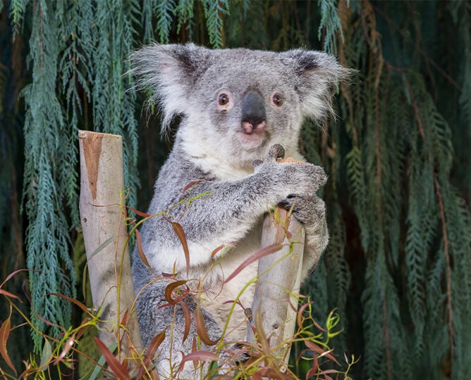 Sleeping Koala The Koalas At The San Diego Zoo They Re Ma Flickr Sleeping Koala The Koalas At The San Diego Zoo They Re Ma Flickr