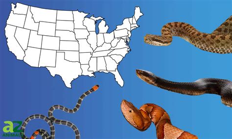Snakes Of The United States