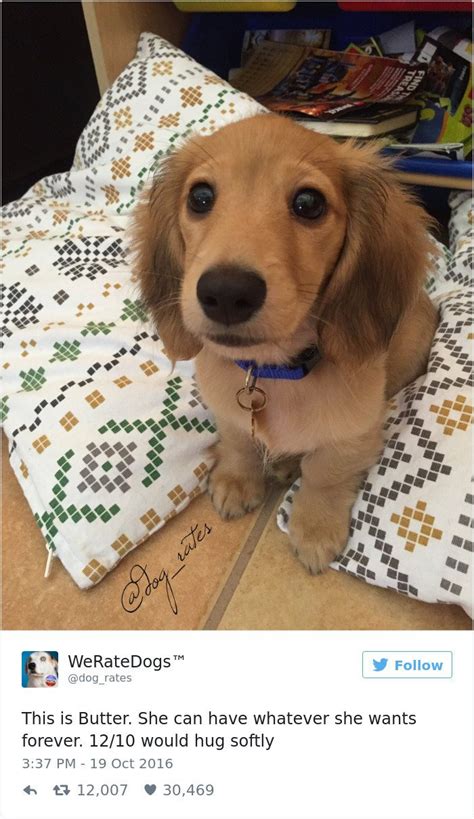 Special Puppy Twitter Special Puppy Twitter