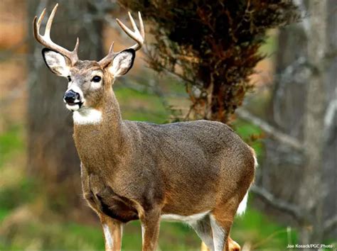 White Tailed Deer State Symbols Usa White Tailed Deer State Symbols Usa